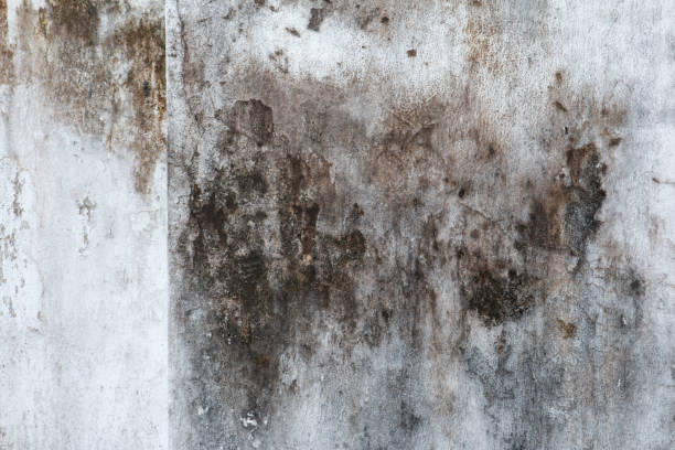 Davidson, NC Mold Removal Company