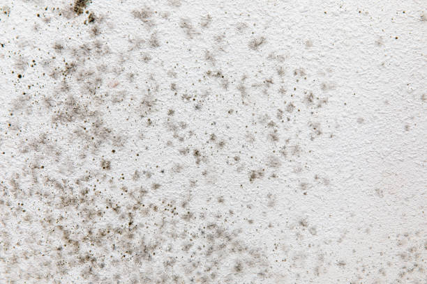 Mold Remediation for Vacation Homes in Davidson, NC